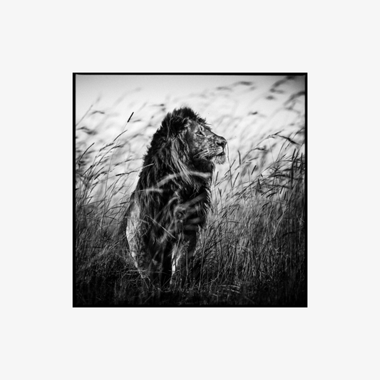 Black and white photo of a lion in tall grass