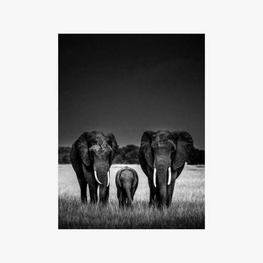 Black and white photo of three elephants standing together in a grassy field.