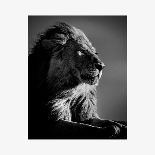 Black and white portrait of a lion with a dark background