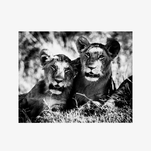 Two lions sitting close together in a grassy area with a blurred natural background