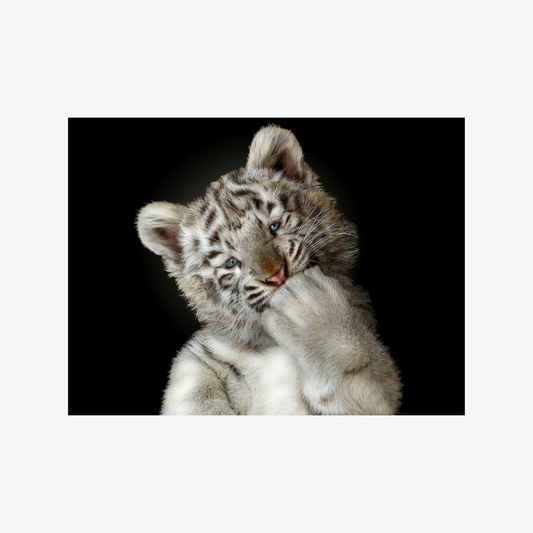 Cute tiger cub with a black background