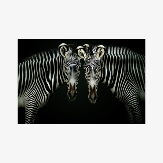 Two zebras facing each other against a black background
