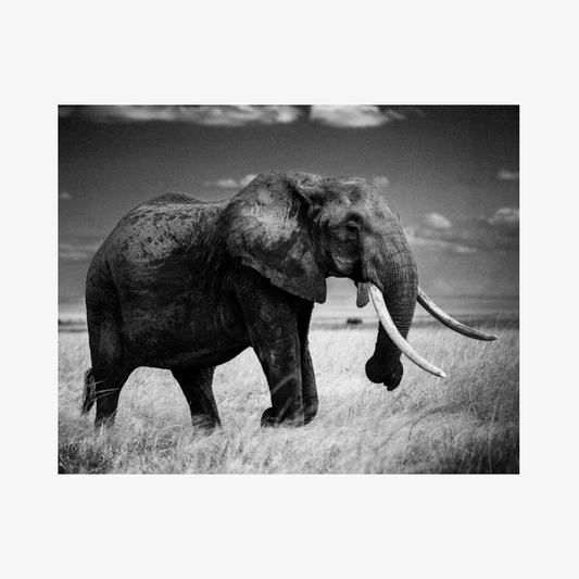 Black and white photo of an elephant in a grassy field