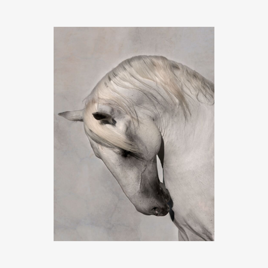 Gray horse head on a gray background