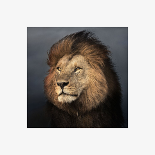 Close-up of a lion's head with a dark background