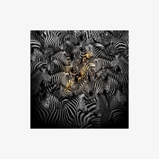 Collage of zebras with a white background