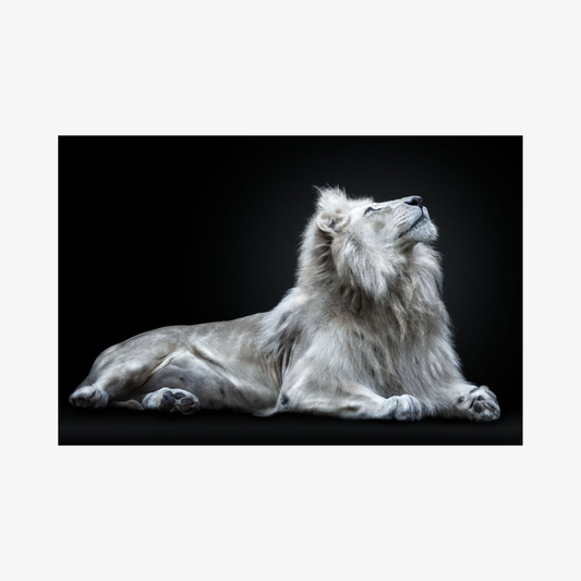 White lion lying down on a black background